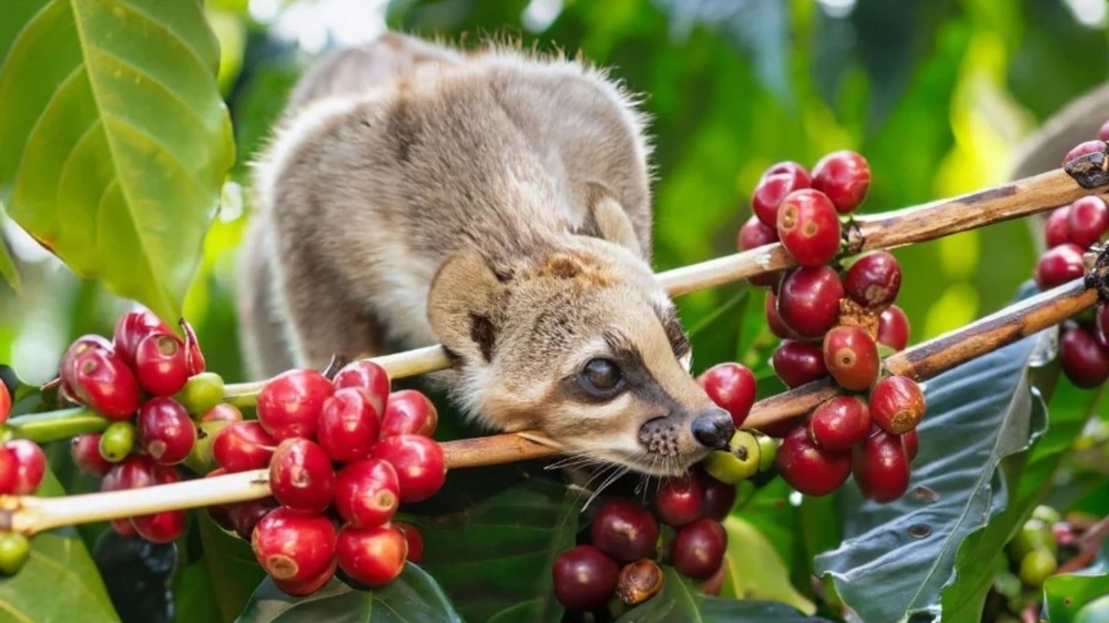Civet selecting and eating ripe coffee cherries to start the fermentation process